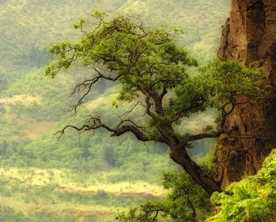 Sleek Vibrant Wallpaper Nature Wallpaper 4K 1919x1539 A, Vibrant, Green, Tree, Clings, To, Rocky, Cliff, Surrounded, Lush, Landscapes, Creating, Gray, Square
