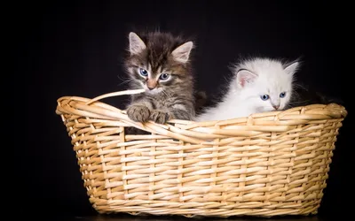 Two Adorable Kittens Black/Dark Wallpaper 4K 2560x1600 Hd, Pc, Desktop, Wallpaper, Featuring, Two, Adorable, Kittens, One, Tabby, White, Sitting, Ultrawide, QHD