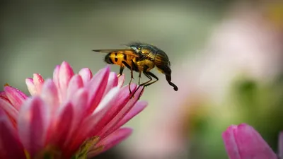 Sleek Fly Wallpaper Animals Wallpaper 4K 1920x1080 Fly, Animal, Horse-fly, Hd, Desktop, Wallpaper, Background, Gray, Ultrawide, Full HD