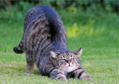 Striped Tabby Cat Animals Wallpaper 4K 2300x1637 A, Striped, Tabby, Cat, Stretching, On, Green, Grass, Captured, Clear, Detail, Desktop, Brown, Gray, Landscape, Full HD