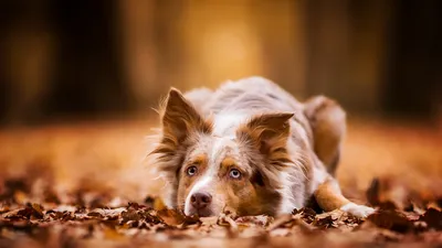 Dark Muzzle Wallpaper Animals Wallpaper 4K 1920x1080 Muzzle, Fall, Resting, Depth, Of, Field, Dog, Animal, Border, Collie, Desktop, Brown, Orange, Ultrawide, Full HD