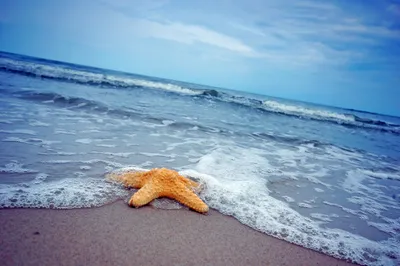 Quad Orange Starfish Nature Wallpaper 4K 3008x2000 2k, Quad, Hd, Pc, Desktop, Wallpaper, Orange, Starfish, Animal, Wet, Sand, Gray, Ultrawide, QHD