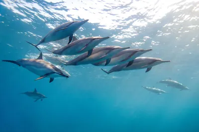 Group Dolphins Gracefully Nature Wallpaper 4K 2048x1365 A, Group, Of, Dolphins, Gracefully, Swimming, Underwater, Captured, Stunning, Creating, Serene, Captivating, White, Red, Brown, Ultrawide, Full HD
