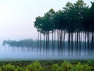 Serene Forest Tall Slender Trees Nature Wallpaper 4K 1600x1200 Hd, Desktop, Wallpaper, Featuring, A, Serene, Forest, With, Tall, Slender, Trees, Rising, White, Landscape