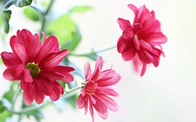 Close Vibrant Pink Flowers Nature Wallpaper 4K 1920x1200 A, Close-up, Of, Vibrant, Pink, Flowers, With, Lush, Green, Leaves, Showcasing, Beauty, White, Ultrawide, Full HD