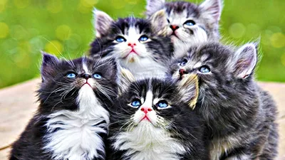 Bright Group Wallpaper Abstract Wallpaper 4K 1920x1080 A, Group, Of, Fluffy, White, Kittens, With, Striking, Blue, Eyes, Gazes, Upward, Ultrawide, Full HD