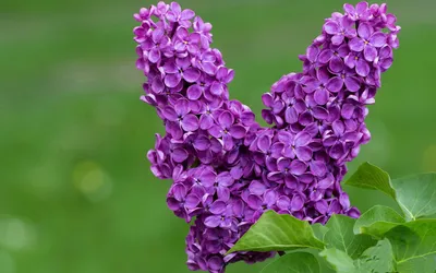 Epic Vibrant Wallpaper Nature Wallpaper 4K 1920x1200 Hd, Desktop, Wallpaper, Featuring, Vibrant, Purple, Lilac, Blossoms, Against, Soft, Green, Natural, Brown, Ultrawide, Full HD