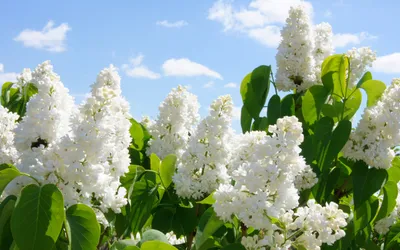 Bold Vibrant Wallpaper Nature Wallpaper 4K 2880x1800 Hd, Pc, Desktop, Wallpaper, Featuring, Vibrant, White, Lilac, Blossoms, Against, Bright, Blue, Pink, Ultrawide, QHD