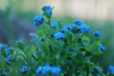 Vivid Close Wallpaper Nature Wallpaper 4K 4912x3264 A, Close-up, Of, Vibrant, Blue, Flowers, Against, Lush, Green, Leaves, Showcasing, Beauty, White, Gray, Ultrawide, 4k