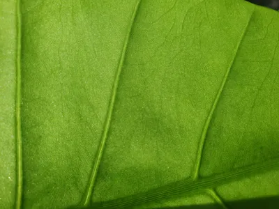 General 4032x3024 Abstract Abstract Wallpaper 4K 4032x3024 Wallpaper, General, 4032x3024, Brown, Green, Landscape, 4k
