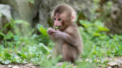 Moody Young Wallpaper Abstract Wallpaper 4K 2048x1152 Hd, Wallpaper, Of, A, Young, Macaque, Sitting, On, Grass, Curiously, Nibbling, Leaf, Gray, Ultrawide, Full HD