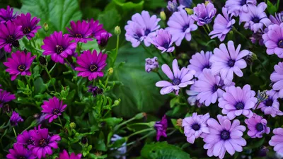 Epic Vibrant Wallpaper Nature Wallpaper 4K 3840x2160 Vibrant, Purple, And, Lavender, African, Daisies, Bloom, Amidst, Lush, Green, Leaves, Creating, Pink, Gray, Ultrawide, 4k