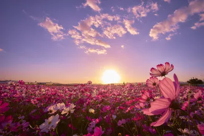 Vibrant Field Purple Nature Wallpaper 4K 6000x4000 A, Vibrant, Field, Of, Purple, Cosmos, Flowers, Bathed, Sunlight, Under, Beautiful, Sky, White, Gray, Landscape, 4k