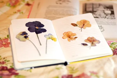 Open Book Displaying Wallpaper 4K, Nature category