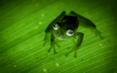Bold Amphibian Wallpaper Animals Wallpaper 4K 2048x1287 Amphibian, Green, Animal, Frog, Hd, Desktop, Wallpaper, Brown, Ultrawide, Full HD