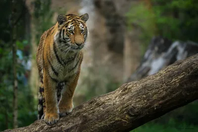 Tiger Focus Blurred Natural Animals Wallpaper 4K 2500x1666 Hd, Desktop, Wallpaper, Featuring, A, Tiger, In, Sharp, Focus, Blurred, Natural, Showcasing, Brown, Ultrawide, Full HD