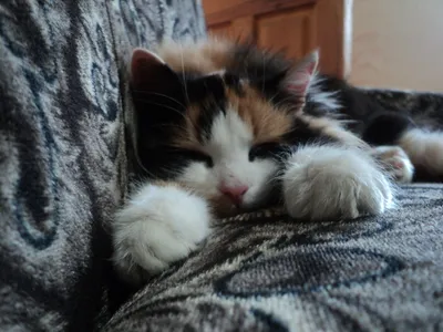 Dreamy Close Wallpaper Black/Dark Wallpaper 4K 2592x1944 Hd, Desktop, Wallpaper, Featuring, A, Close-up, Of, Sleeping, Kitten, White, Orange, Black, Gray, Landscape, QHD
