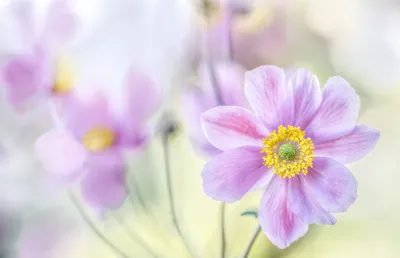 Bright Close Wallpaper Nature Wallpaper 4K 2048x1320 Close-up, Of, A, Pink, Anemone, Flower, With, Delicate, Petals, Yellow, Center, Captured, White, Ultrawide, Full HD