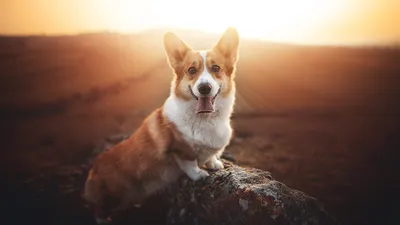 Animal Corgi Animals Animals Wallpaper 4K 2048x1152 Animal, Corgi, Hd, Desktop, Wallpaper, Background, Image, White, Ultrawide, Full HD