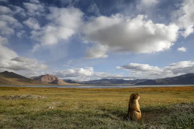 Calm Marmot Wallpaper Nature Wallpaper 4K 2500x1667 Hd, Desktop, Wallpaper, Of, A, Marmot, Rodent, Sitting, Grassy, Plain, Beneath, Gray, Landscape, Full HD