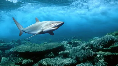 Epic Animal Wallpaper Animals Wallpaper 4K 1920x1080 Animal, Shark, Hd, Desktop, Wallpaper, Background, Image, Brown, Pink, Yellow, Ultrawide, Full HD