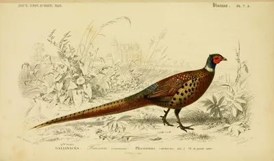 Animal Pheasant Animals Animals Wallpaper 4K 3200x1884 Animal, Pheasant, Hd, Desktop, Wallpaper, Background, Image, White, Ultrawide, QHD