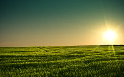 Golden Serene Wallpaper Nature Wallpaper 4K 3888x2430 A, Serene, Minnesota, Sunset, Illuminates, Lush, Barley, Field, Capturing, Beauty, Nature, Vibrant, Gray, Ultrawide, 4k