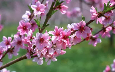 Close Delicate Pink Nature Wallpaper 4K 1920x1200 A, Close-up, Of, Delicate, Pink, Blossoms, On, Branch, Set, Against, Soft, Green, Gray, Brown, Ultrawide, Full HD