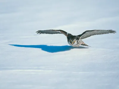 Vivid Owl Wallpaper Animals Wallpaper 4K 1600x1200 Hd, Pc, Desktop, Wallpaper, Background, Of, An, Owl, Animal, Gliding, Low, Over, White, Landscape