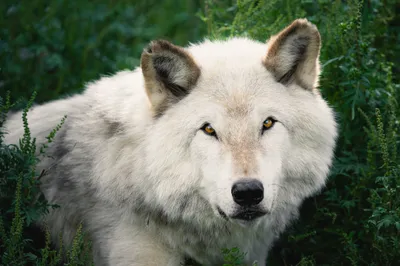 Sleek Stare Wallpaper Animals Wallpaper 4K 2048x1365 Stare, Animal, Wolf, Hd, Desktop, Wallpaper, Background, White, Ultrawide, Full HD