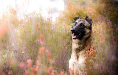 Calm German Wallpaper Black/Dark Wallpaper 4K 2560x1630 A, German, Shepherd, With, Black, Muzzle, Stands, Alert, Among, Blurred, Pink, Orange, White, Ultrawide, QHD