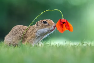 Crisp Animal Wallpaper Animals Wallpaper 4K 2000x1333 Animal, Gopher, Hd, Desktop, Wallpaper, Background, Image, Gray, Ultrawide, Full HD