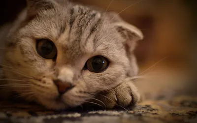 Close Scottish Fold Cat Animals Wallpaper 4K 2560x1600 Close-up, Hd, Image, Of, A, Scottish, Fold, Cat, Resting, Large, Expressive, Eyes, Gray, Brown, Ultrawide, QHD
