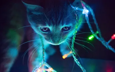 Close Cat Surrounded Abstract Wallpaper 4K 1920x1200 A, Close-up, Of, Cat, Surrounded, By, Colorful, Lights, Set, Against, Dark, Creating, Brown, Ultrawide, Full HD