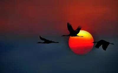 Silhouettes Birds Flight Vibrant Nature Wallpaper 4K 1920x1200 Silhouettes, Of, Birds, In, Flight, Against, A, Vibrant, Sunset, Creating, Stunning, Desktop, Brown, Ultrawide, Full HD