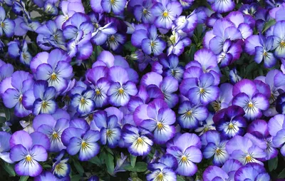 Moody Vibrant Wallpaper Nature Wallpaper 4K 1920x1221 A, Vibrant, Cluster, Of, Purple, Pansy, Flowers, In, Full, Bloom, Showcasing, Nature, White, Pink, Ultrawide, Full HD
