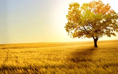 Depicting Vibrant Solitary Tree Nature Wallpaper 4K 2880x1800 Hd, Desktop, Wallpaper, Depicting, A, Vibrant, Solitary, Tree, Sunny, Field, Embodying, Tranquility, White, Ultrawide, QHD