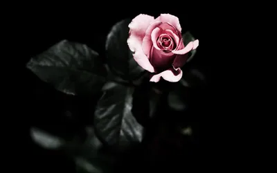 Single Pink Rose Bloom Black/Dark Wallpaper 4K 2560x1600 Hd, Desktop, Wallpaper, Featuring, A, Single, Pink, Rose, Bloom, Against, Deep, Black, White, Ultrawide, QHD