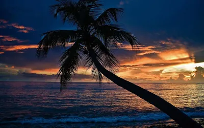 Silhouetted Palm Tree Nature Wallpaper 4K 1920x1200 Hd, Desktop, Wallpaper, Featuring, A, Silhouetted, Palm, Tree, Beside, Gentle, Waves, Under, Orange, Brown, Ultrawide, Full HD