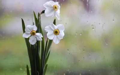 Close White Daffodils Nature Wallpaper 4K 1920x1200 A, Close-up, Of, White, Daffodils, Against, Soft, Blurred, Green, Raindrops, Window, Creating, Gray, Ultrawide, Full HD