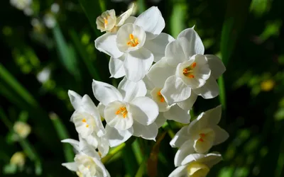 Close Photography White Black/Dark Wallpaper 4K 1680x1050 Close-up, Photography, Of, White, Paperwhite, Narcissus, Flowers, Blooming, Against, Dark, Green, Leafy, Ultrawide