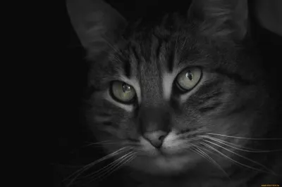 Vivid Close Wallpaper Wallpaper 4K, Animals category
