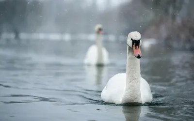 Mute Swan Animal Gliding Misty Animals Wallpaper 4K 2560x1600 Mute, Swan, Animal, Gliding, On, Misty, Water, With, Second, Blurred, Behind, Gray, Ultrawide, QHD