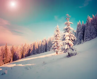Sky Nature Snow Nature Wallpaper 4K 1920x1568 Sky, Nature, Snow, Tree, Forest, Winter, Hd, Desktop, Gray, Square, Full HD