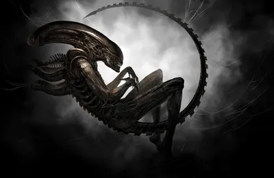 Iconic Alien Creature Black/Dark Wallpaper 4K 1600x1035 Hd, Pc, Desktop, Wallpaper, Featuring, The, Iconic, Alien, Creature, Movie, Curled, Dark, White, Gray, Ultrawide