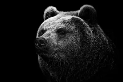 Grayscale Bear Face Black Serving Black/Dark Wallpaper 4K 2048x1371 A, Striking, Grayscale, Image, Of, Bear's, Face, Bear, 039, Against, Black, Serving, Gray, Landscape, Full HD