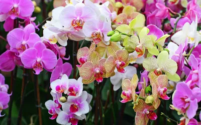 Vibrant Vibrant Wallpaper Nature Wallpaper 4K 1920x1200 Vibrant, Orchids, In, A, Variety, Of, Colors, Showcasing, Nature, 039, Beauty, Create, White, Ultrawide, Full HD