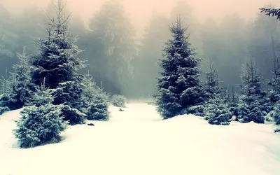 Misty Serene Wallpaper Nature Wallpaper 4K 1920x1200 Hd, Desktop, Wallpaper, Of, A, Serene, Winter, Forest, Snow-covered, Evergreen, Trees, Misty, White, Ultrawide, Full HD