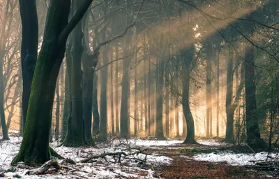 Sunbeams Filter Tall Trees Serene Nature Wallpaper 4K 2560x1640 Sunbeams, Filter, Through, Tall, Trees, In, A, Serene, Winter, Forest, Patches, Snow, Brown, Gray, Ultrawide, QHD