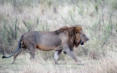 Dark Animal Wallpaper Animals Wallpaper 4K 1920x1200 Animal, Lion, Hd, Desktop, Wallpaper, Background, Image, White, Ultrawide, Full HD